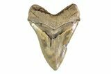 Serrated, Fossil Megalodon Tooth - South Carolina #156539-2